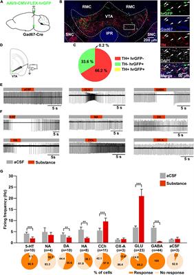 Functional Interaction Between GABAergic Neurons in the Ventral Tegmental Area and Serotonergic Neurons in the Dorsal Raphe Nucleus